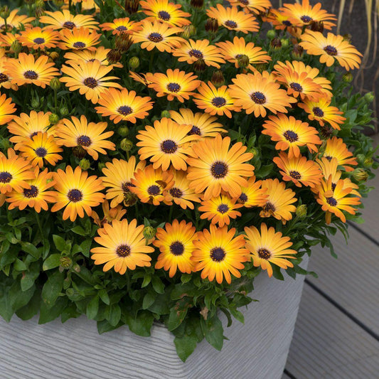 Osteospermum Sunshine Beauty - View 1 from www redcrocus com