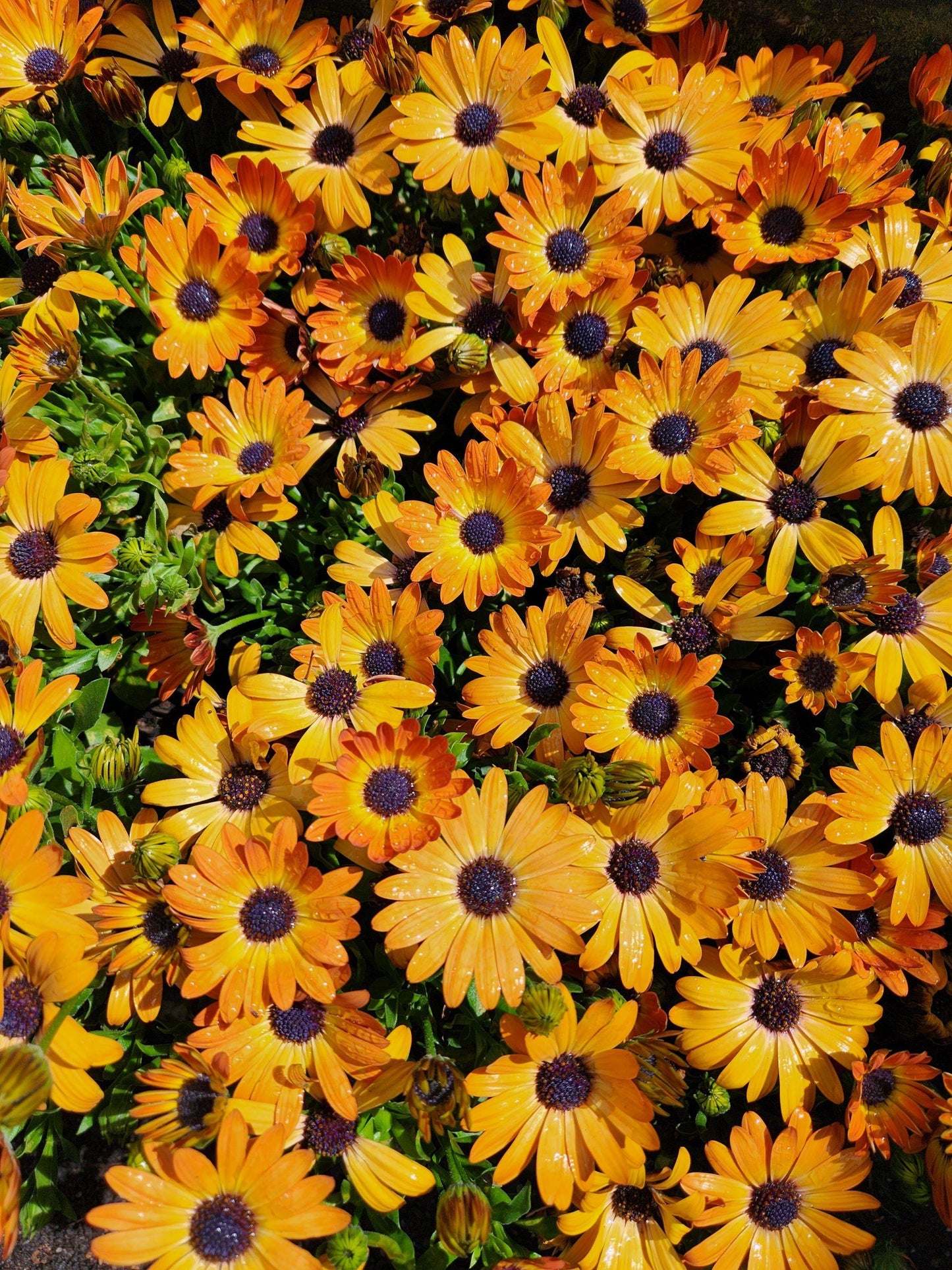 Osteospermum Sunshine Beauty - View 2 from www redcrocus com