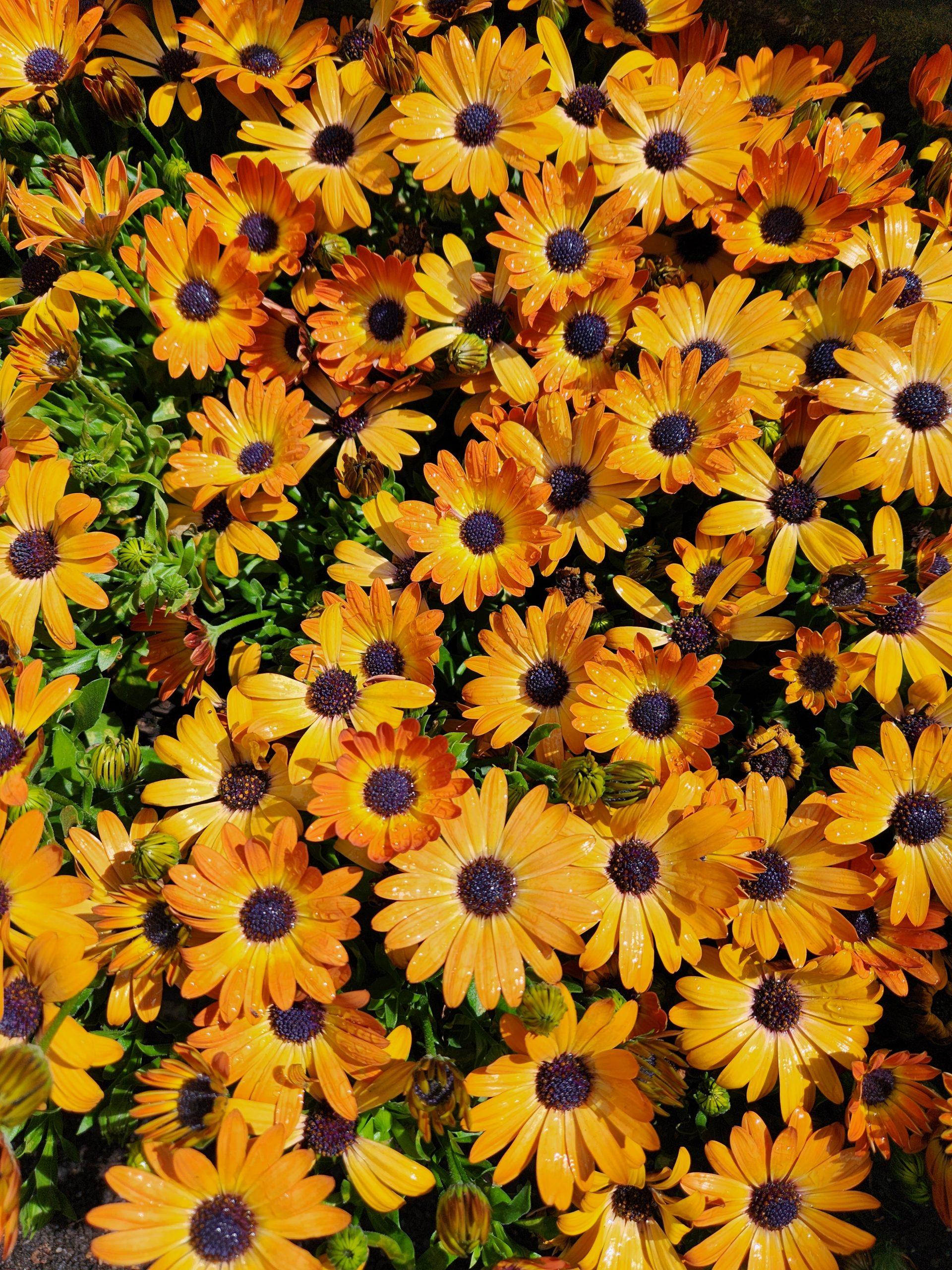Osteospermum Sunshine Beauty - View 2 from www redcrocus com