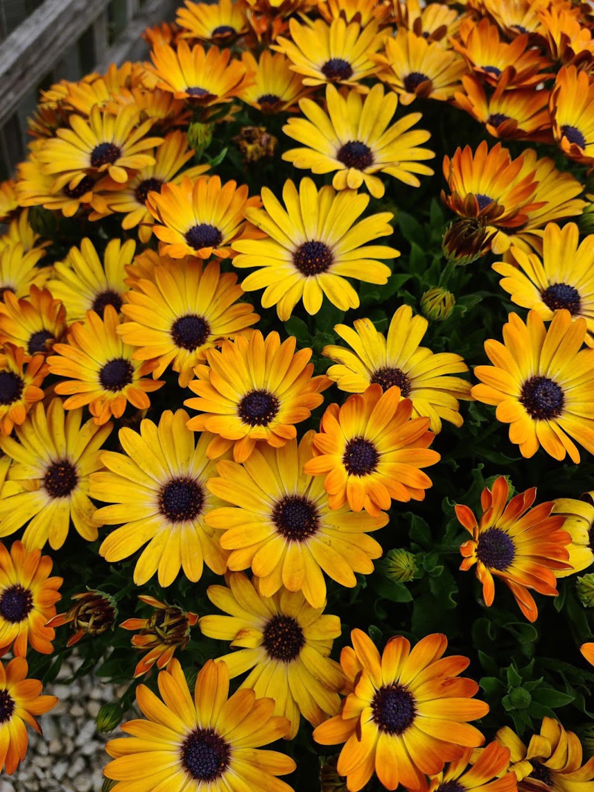 Osteospermum Sunshine Beauty - View 6 from www redcrocus com