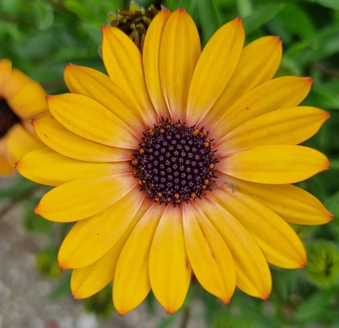 Osteospermum Sunshine Beauty - View 8 from www redcrocus com