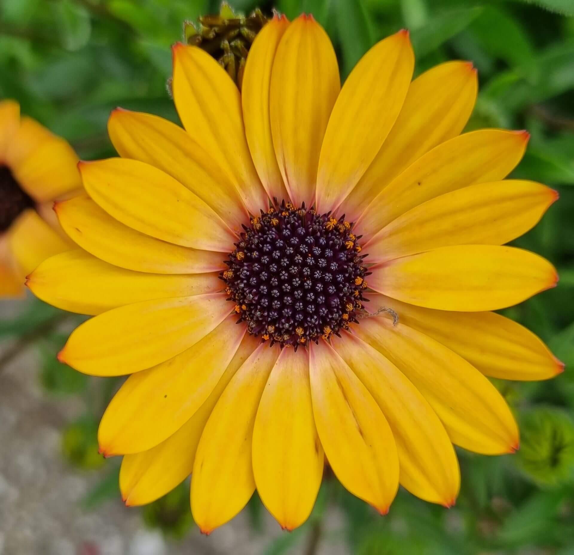 Osteospermum Sunshine Beauty - View 8 from www redcrocus com