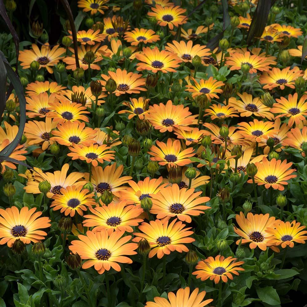 Osteospermum Sunshine Beauty - View 9 from www redcrocus com