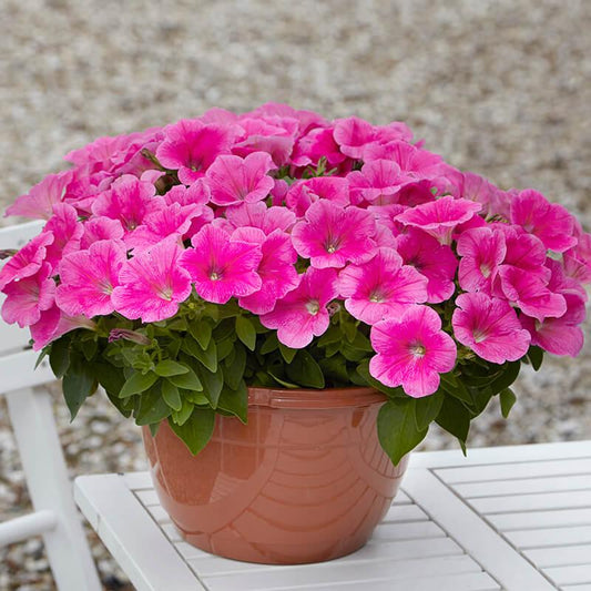 Petunia E3 Easy Wave Pink Cosmo - View 1 from www redcrocus com