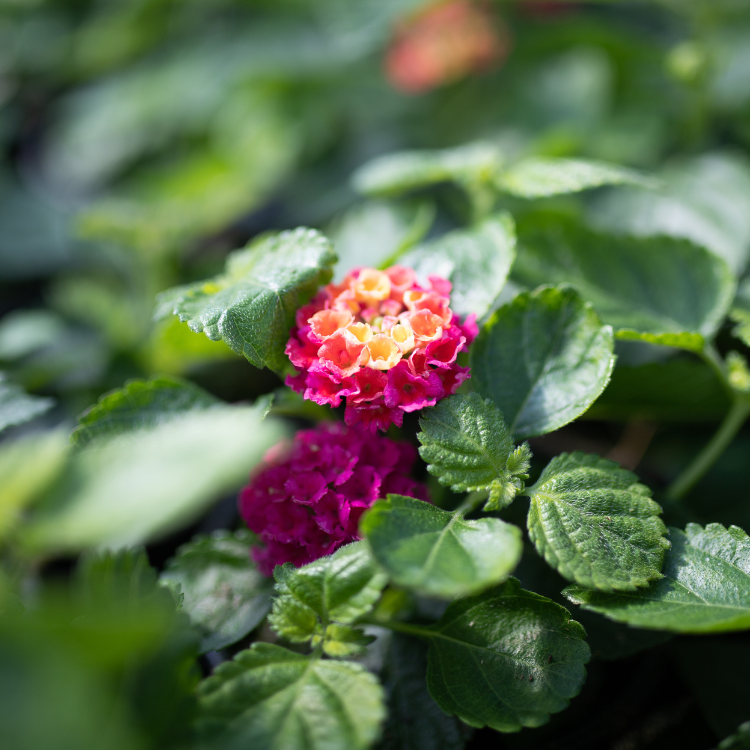 Lantana Bandolero Lychee - View 12 from www redcrocus com