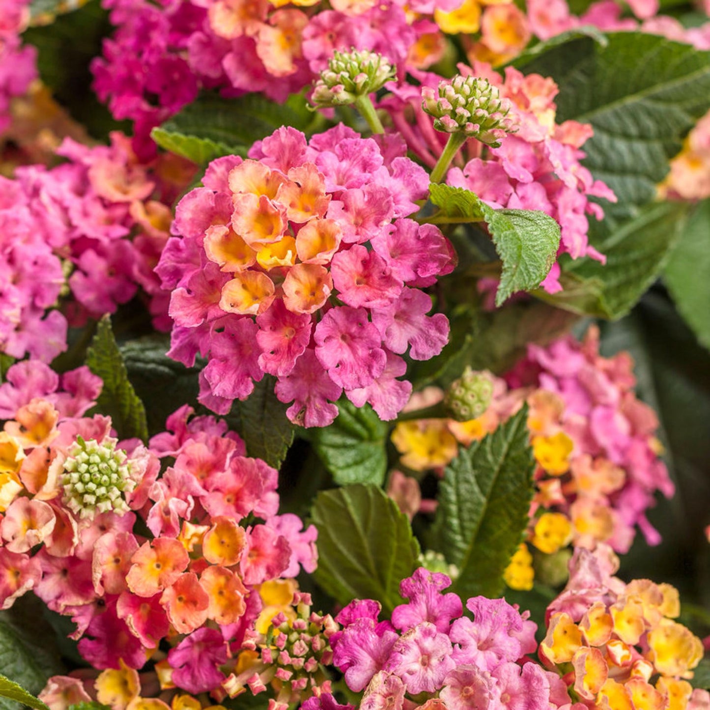 Lantana Bandolero Lychee - View 17 from www redcrocus com