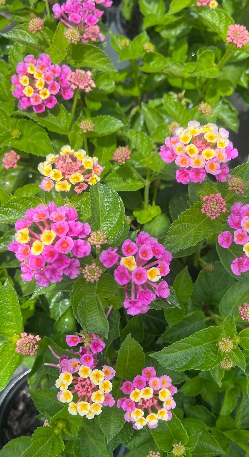 Lantana Bandolero Lychee - View 18 from www redcrocus com