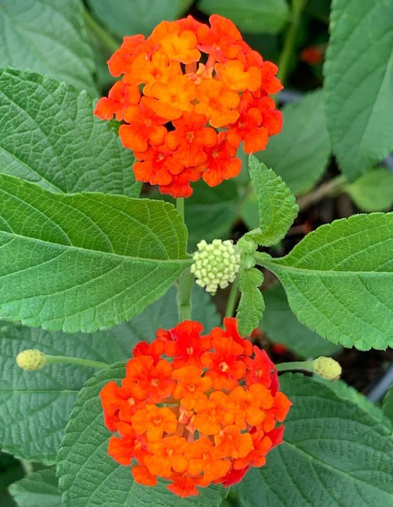 Lantana Bandolero Lychee - View 19 from www redcrocus com