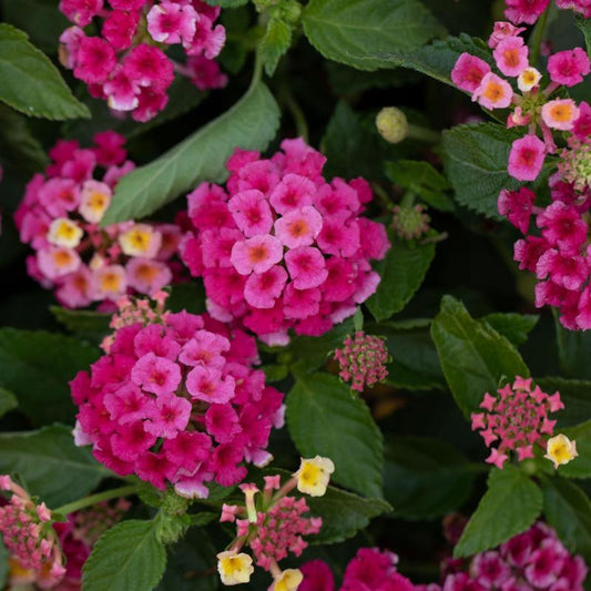 Lantana Bandolero Lychee - View 1 from www redcrocus com