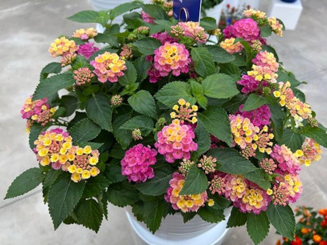 Lantana Bandolero Lychee - View 3 from www redcrocus com