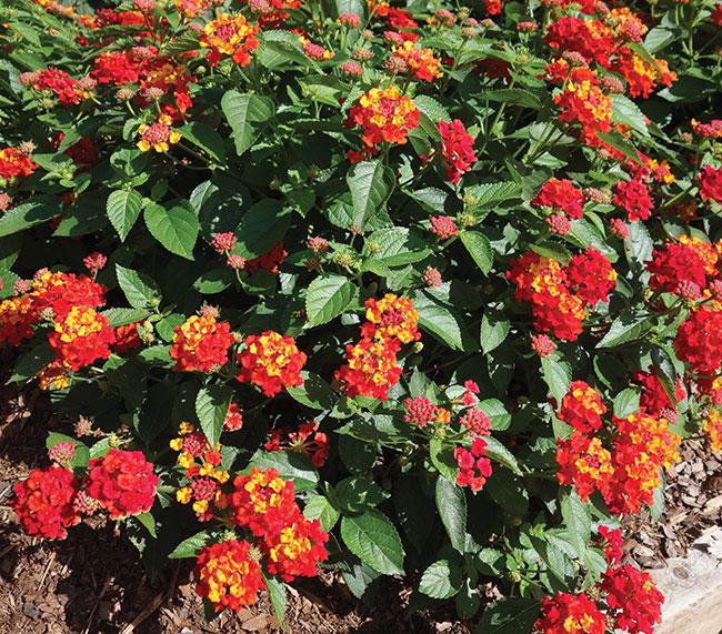 Lantana Bandolero Lychee - View 7 from www redcrocus com