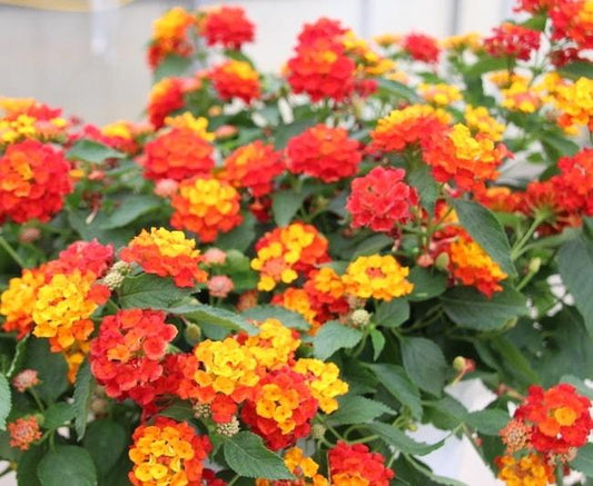 Lantana Bandolista Red Chili - View 1 from www redcrocus com