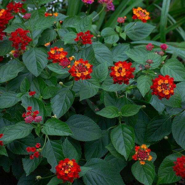 Lantana Bandolista Red Chili - View 7 from www redcrocus com