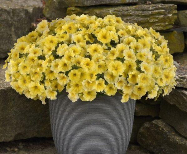 Petchoa Caliburst Yellow - View 10 from www redcrocus com