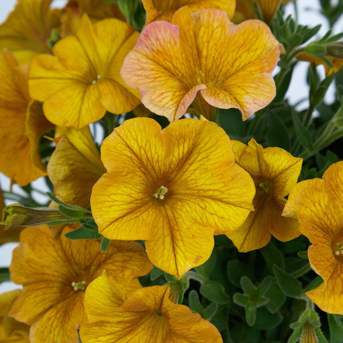 Petchoa Caliburst Yellow - View 11 from www redcrocus com
