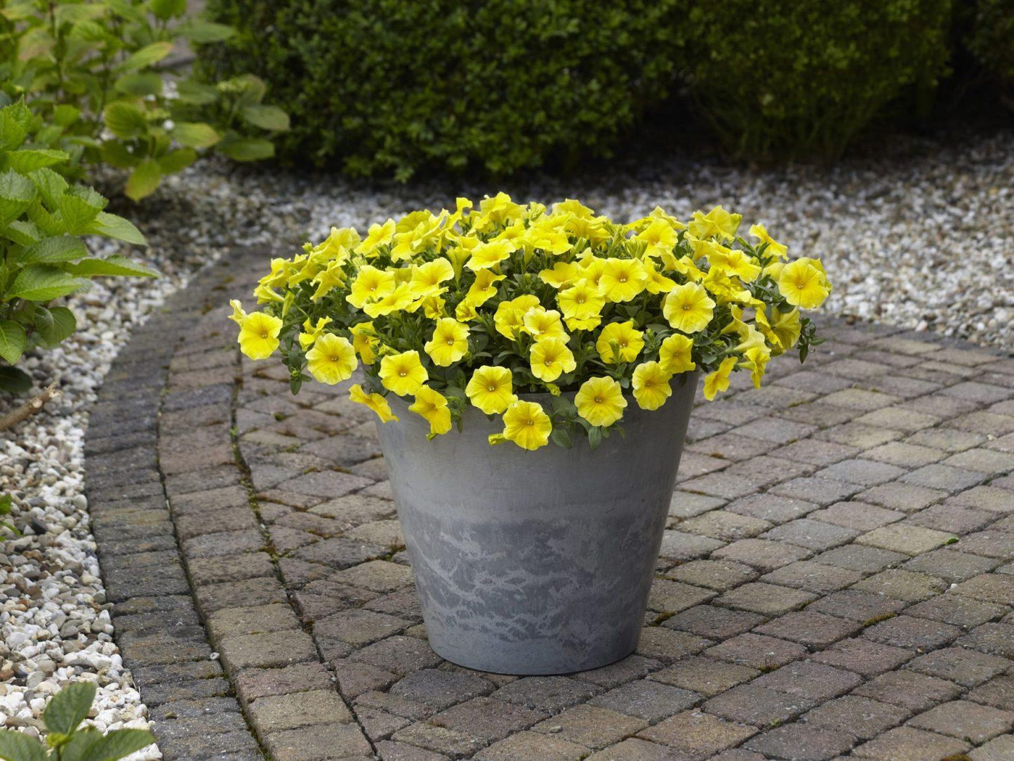 Petchoa Caliburst Yellow - View 12 from www redcrocus com