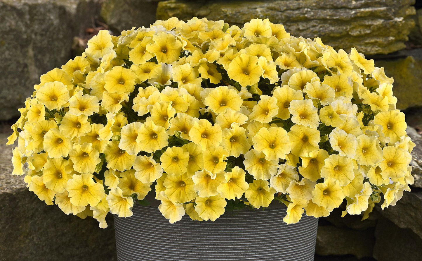 Petchoa Caliburst Yellow - View 13 from www redcrocus com