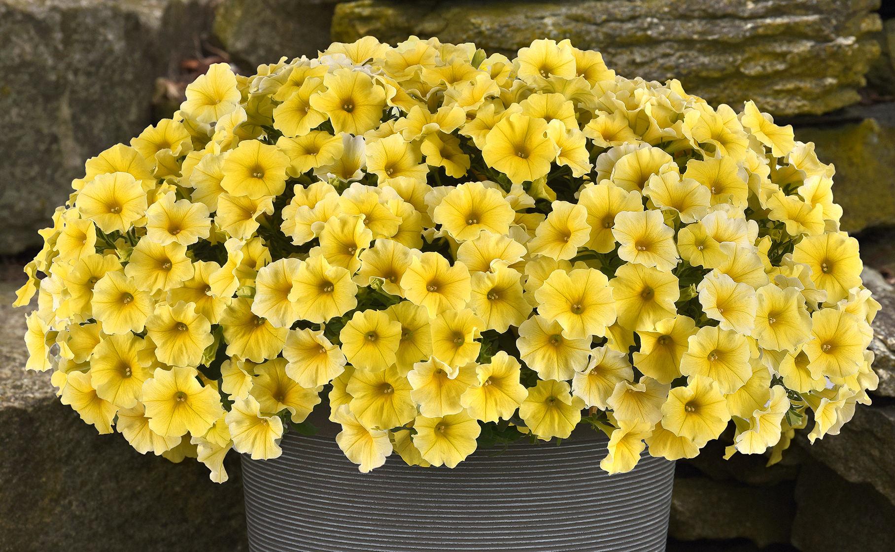 Petchoa Caliburst Yellow - View 13 from www redcrocus com