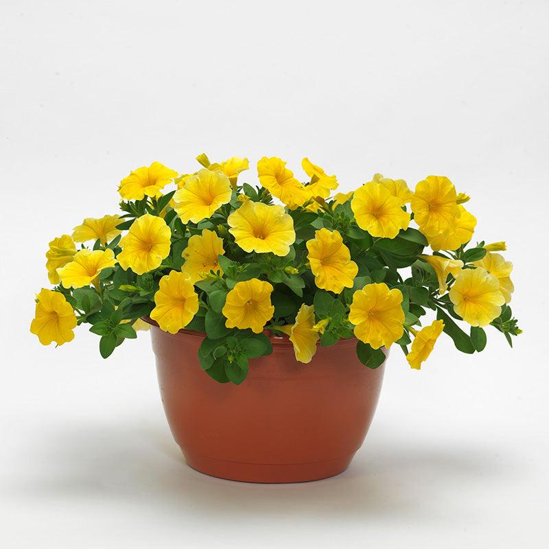 Petchoa Caliburst Yellow - View 14 from www redcrocus com