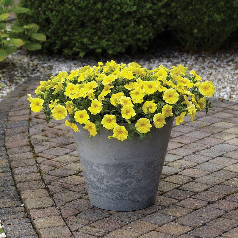 Petchoa Caliburst Yellow - View 15 from www redcrocus com
