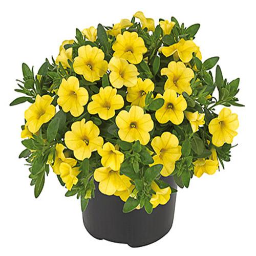 Petchoa Caliburst Yellow - View 16 from www redcrocus com