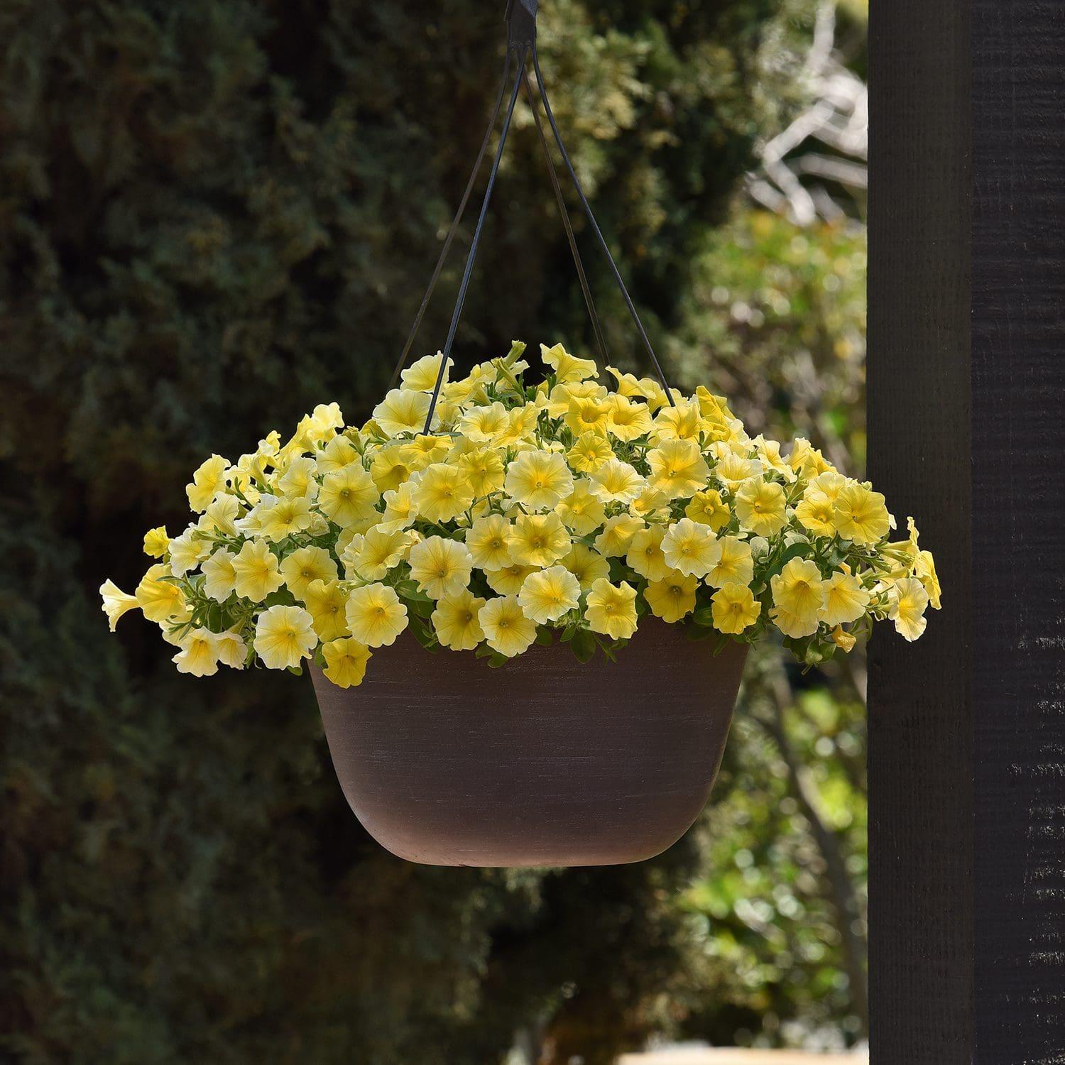Petchoa Caliburst Yellow - View 17 from www redcrocus com