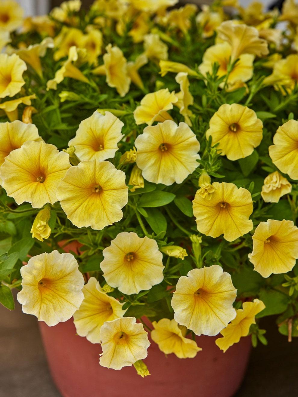 Petchoa Caliburst Yellow - View 1 from www redcrocus com