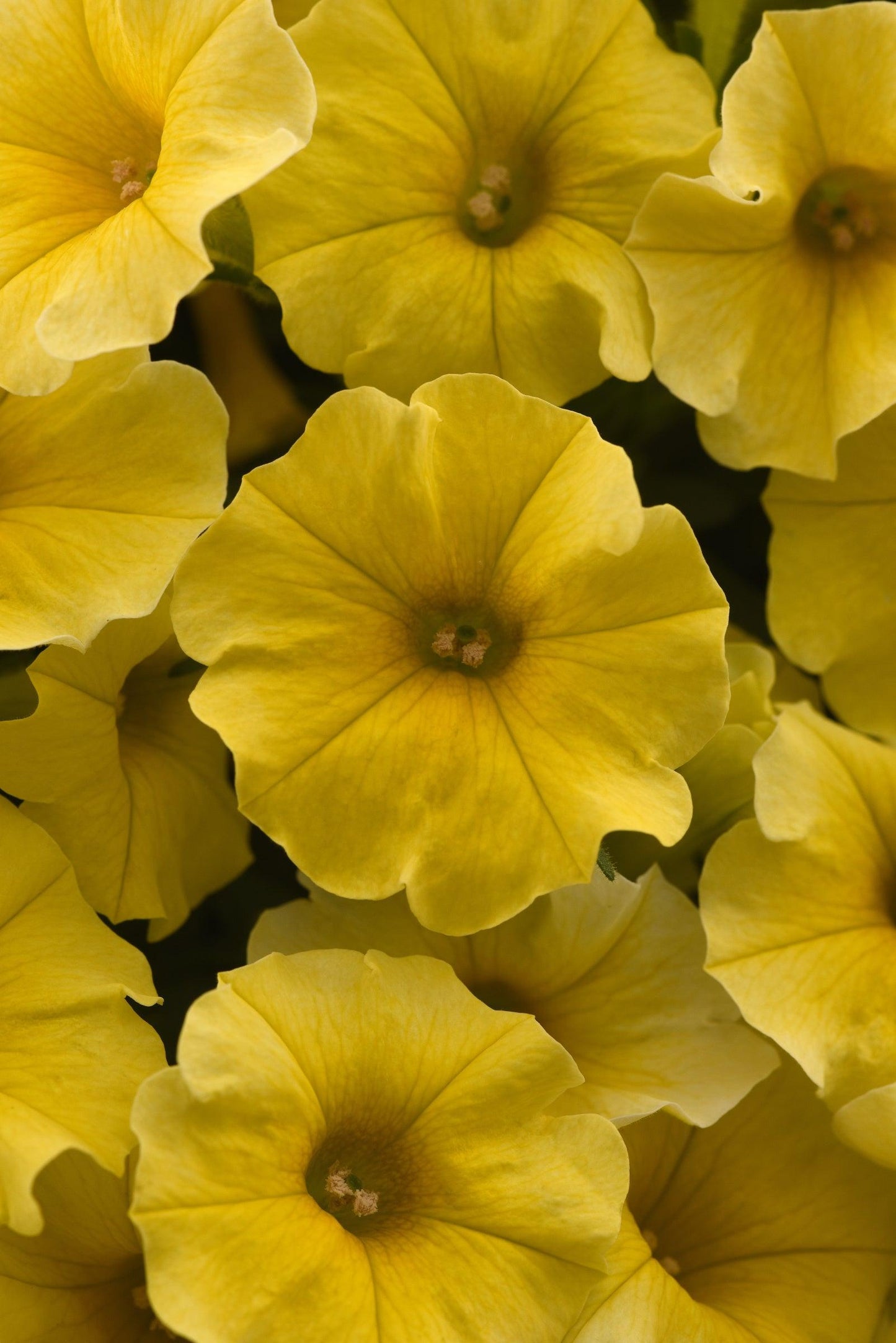 Petchoa Caliburst Yellow - View 2 from www redcrocus com