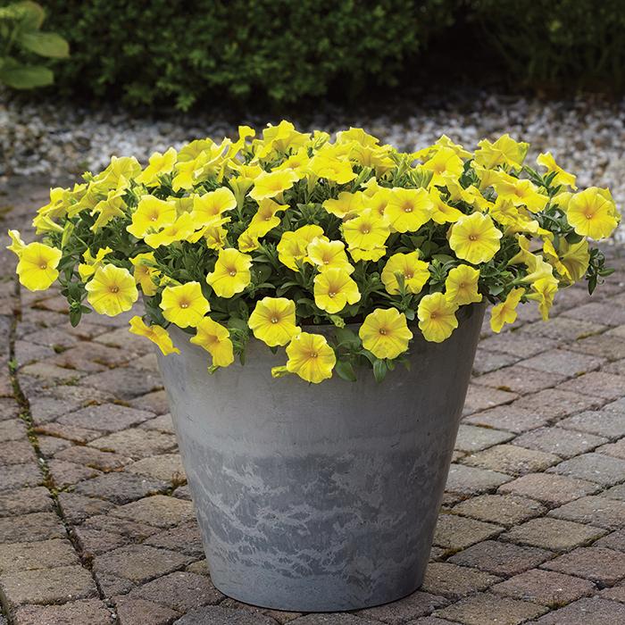 Petchoa Caliburst Yellow - View 3 from www redcrocus com