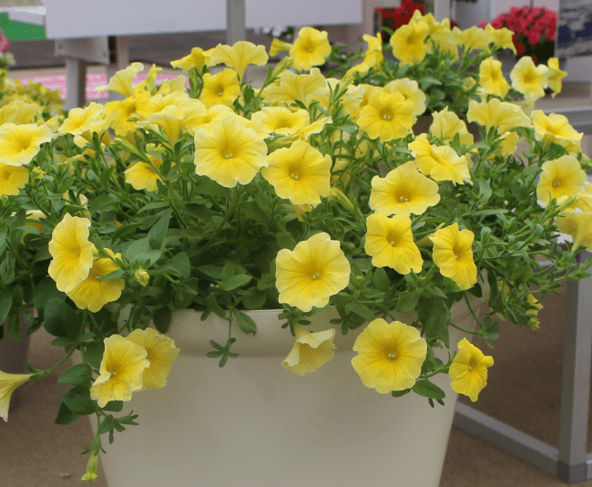 Petchoa Caliburst Yellow - View 5 from www redcrocus com