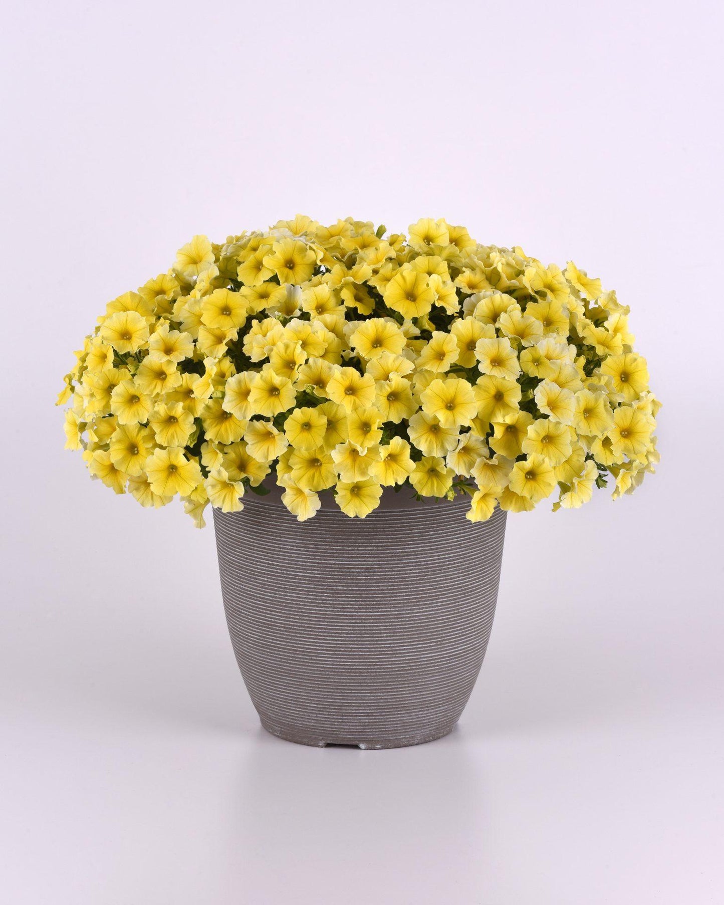 Petchoa Caliburst Yellow - View 6 from www redcrocus com