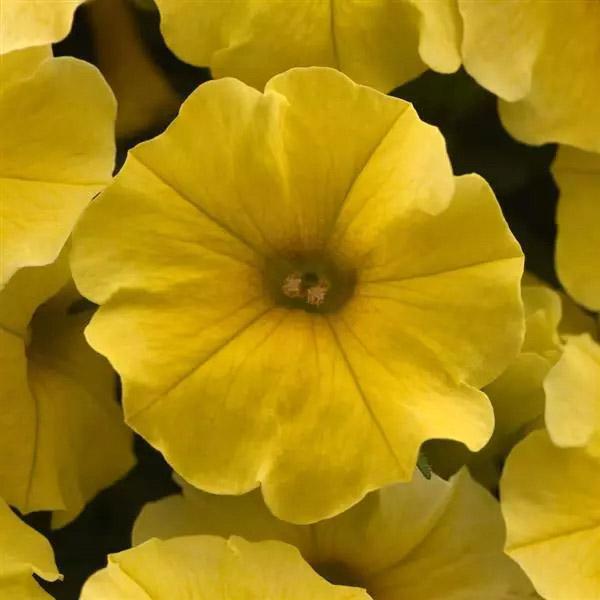 Petchoa Caliburst Yellow - View 7 from www redcrocus com