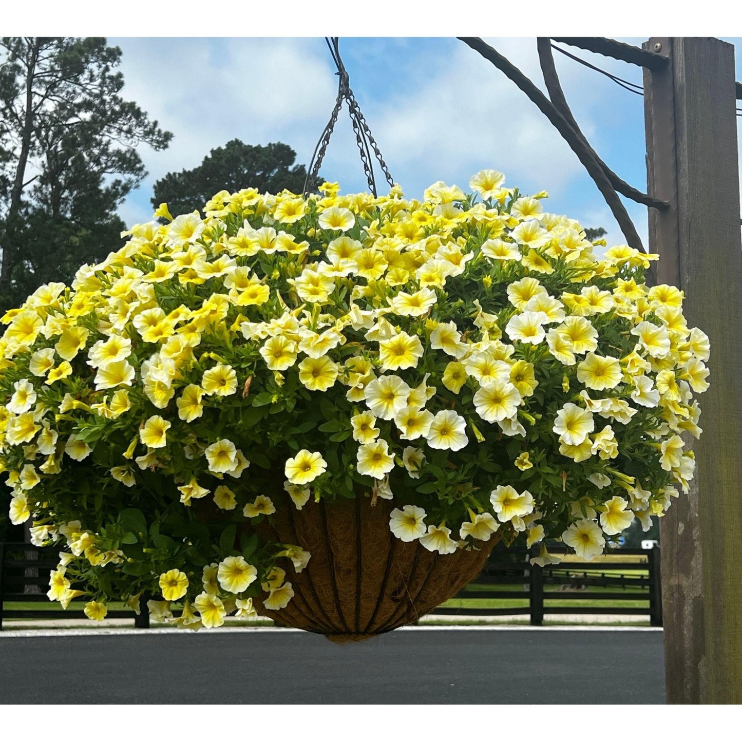 Petchoa Caliburst Yellow - View 8 from www redcrocus com
