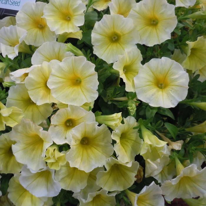 Petchoa Caliburst Yellow - View 9 from www redcrocus com