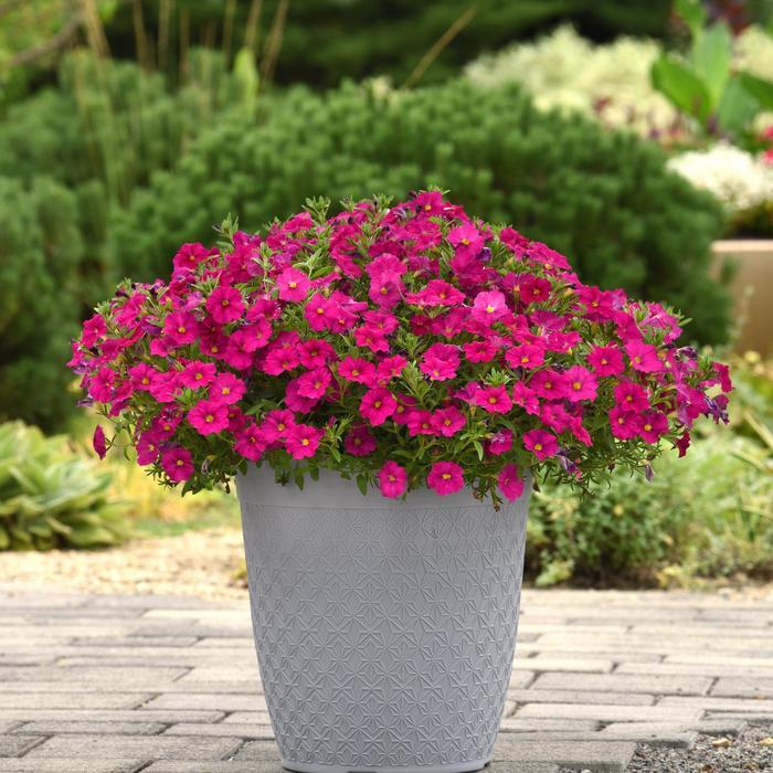 Petchoa Enviva Flag Mix - View 1 from www redcrocus com