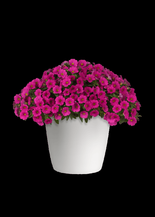Petchoa Enviva Flag Mix - View 7 from www redcrocus com