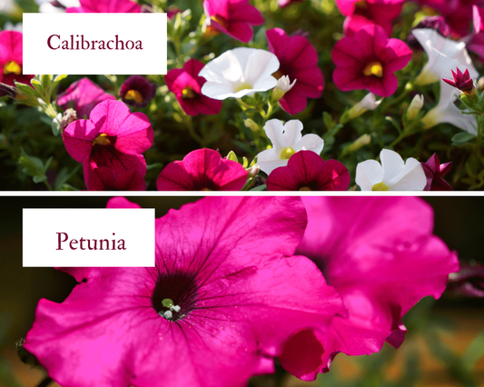 Petchoa Enviva Pink - View 10 from www redcrocus com