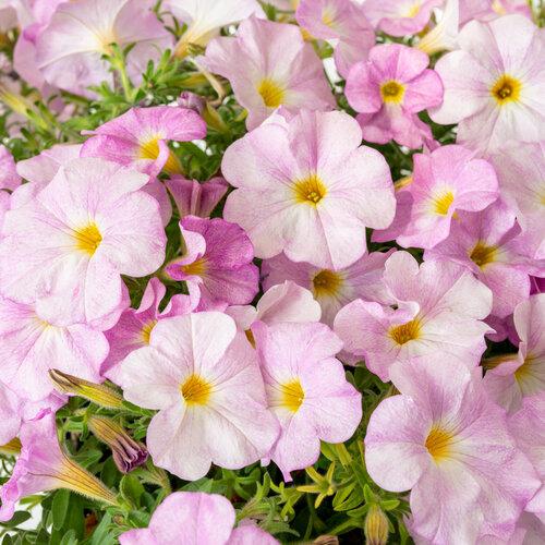 Petchoa Enviva Pink - View 11 from www redcrocus com
