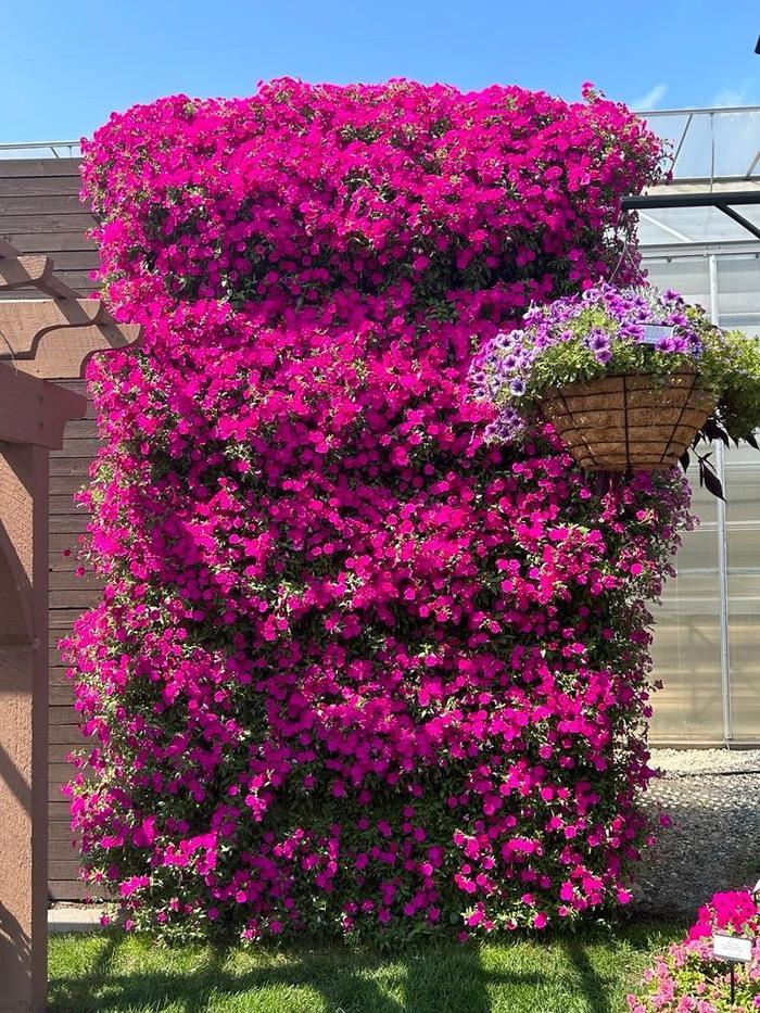 Petchoa Enviva Pink - View 4 from www redcrocus com