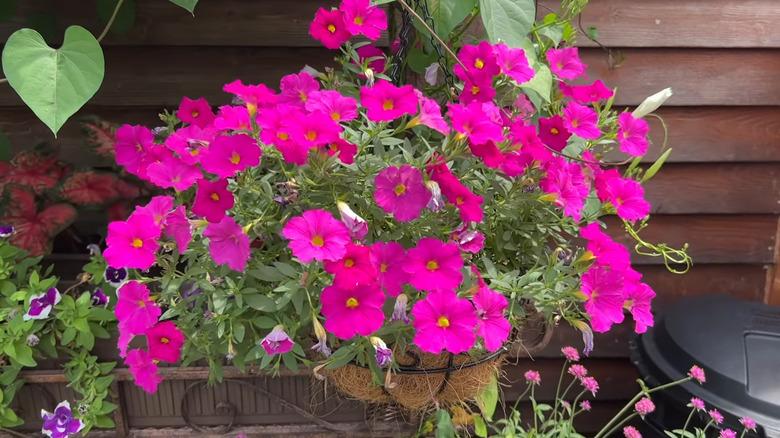 Petchoa Enviva Pink - View 7 from www redcrocus com