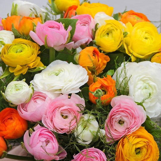Ranunculus Assorted - View 1 from www redcrocus com
