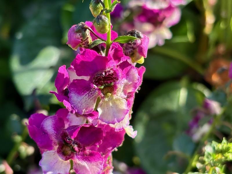 Angelonia Angeldance Fuchsia Bicolor - View 10 from www redcrocus com