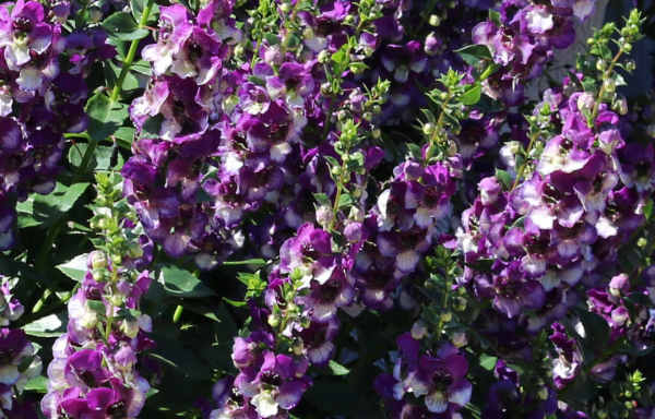 Angelonia Angeldance Fuchsia Bicolor - View 11 from www redcrocus com