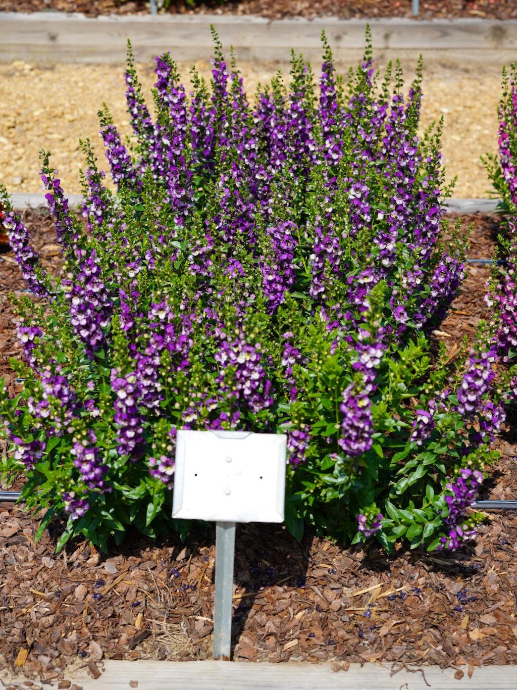 Angelonia Angeldance Fuchsia Bicolor - View 12 from www redcrocus com