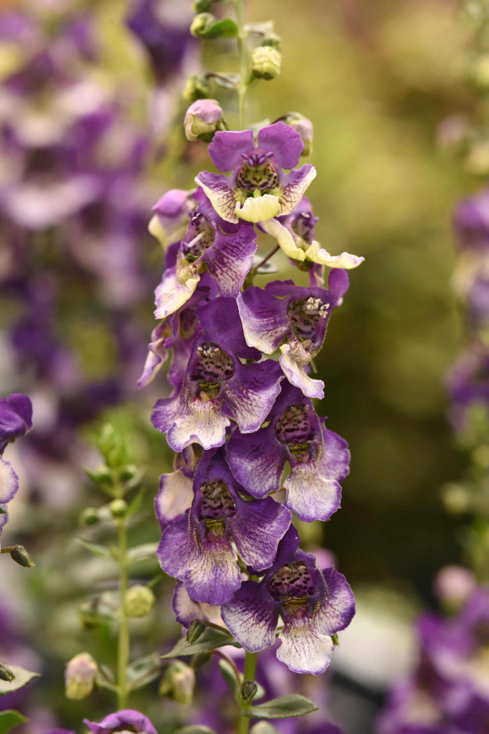 Angelonia Angeldance Fuchsia Bicolor - View 14 from www redcrocus com