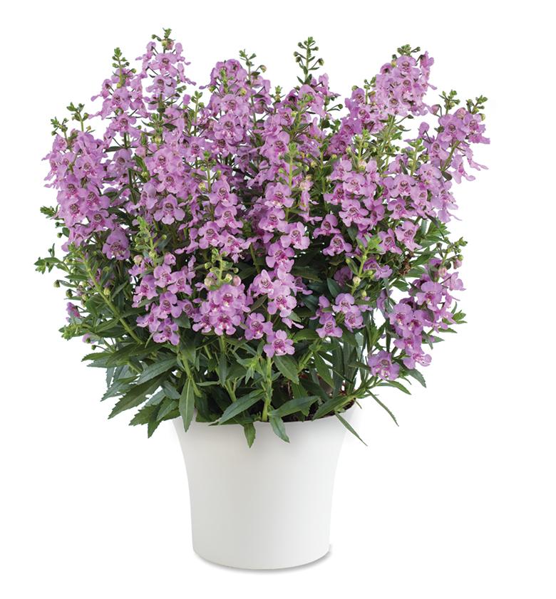 Angelonia Angeldance Fuchsia Bicolor - View 16 from www redcrocus com