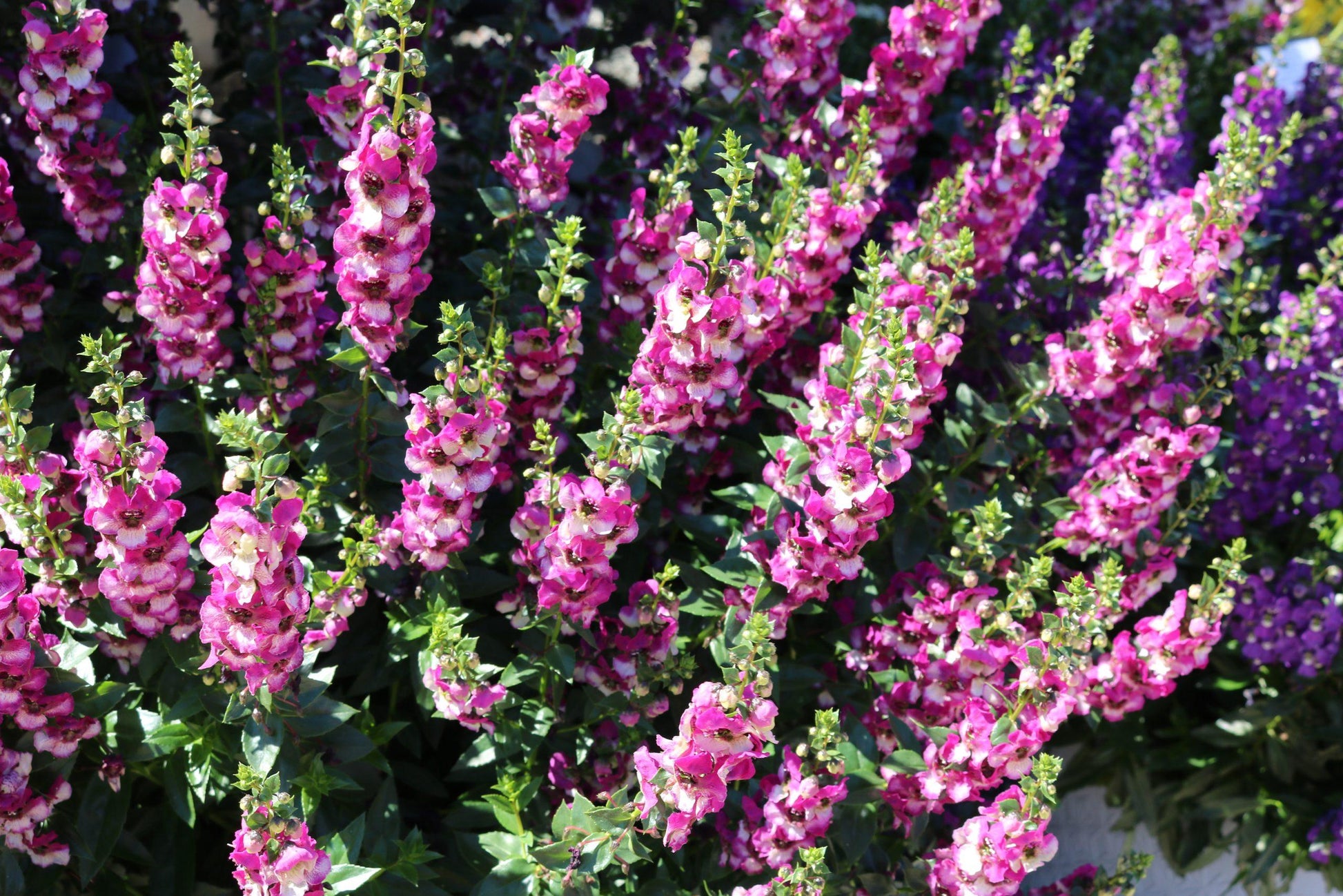 Angelonia Angeldance Fuchsia Bicolor - View 1 from www redcrocus com
