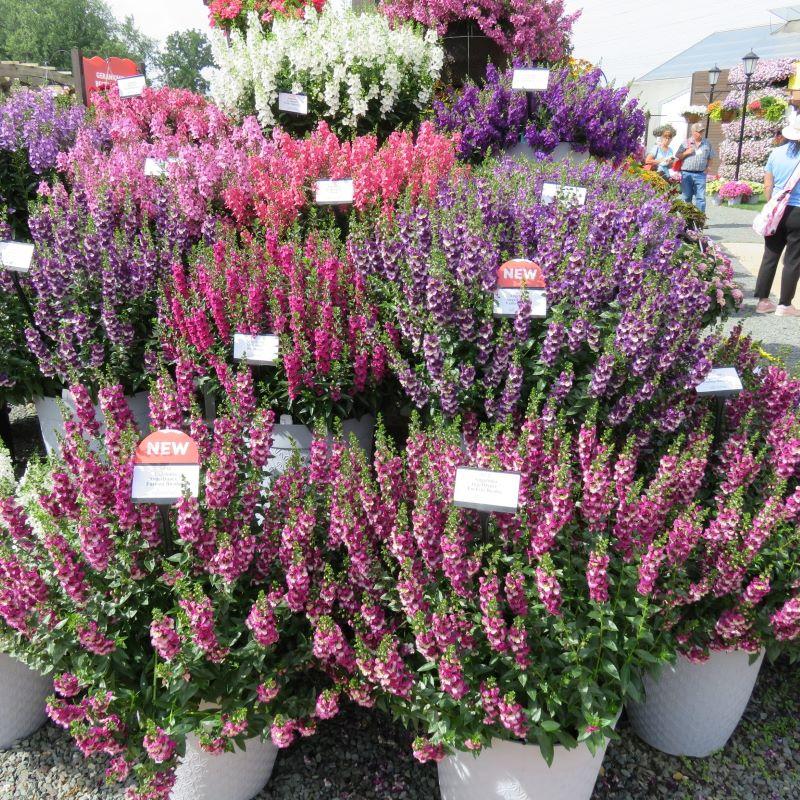 Angelonia Angeldance Fuchsia Bicolor - View 3 from www redcrocus com