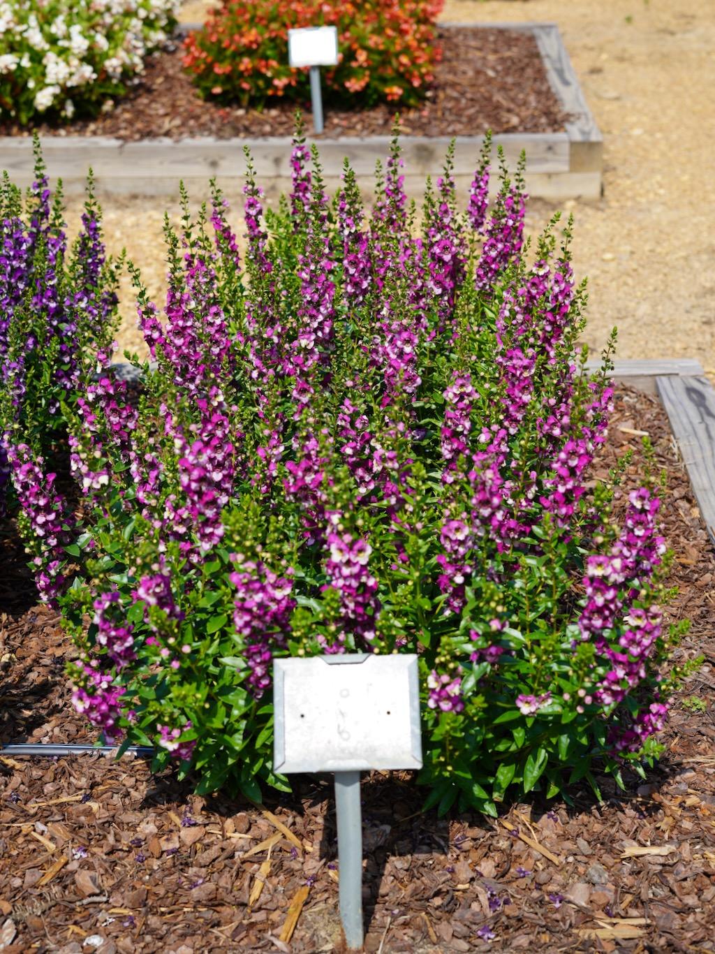Angelonia Angeldance Fuchsia Bicolor - View 4 from www redcrocus com