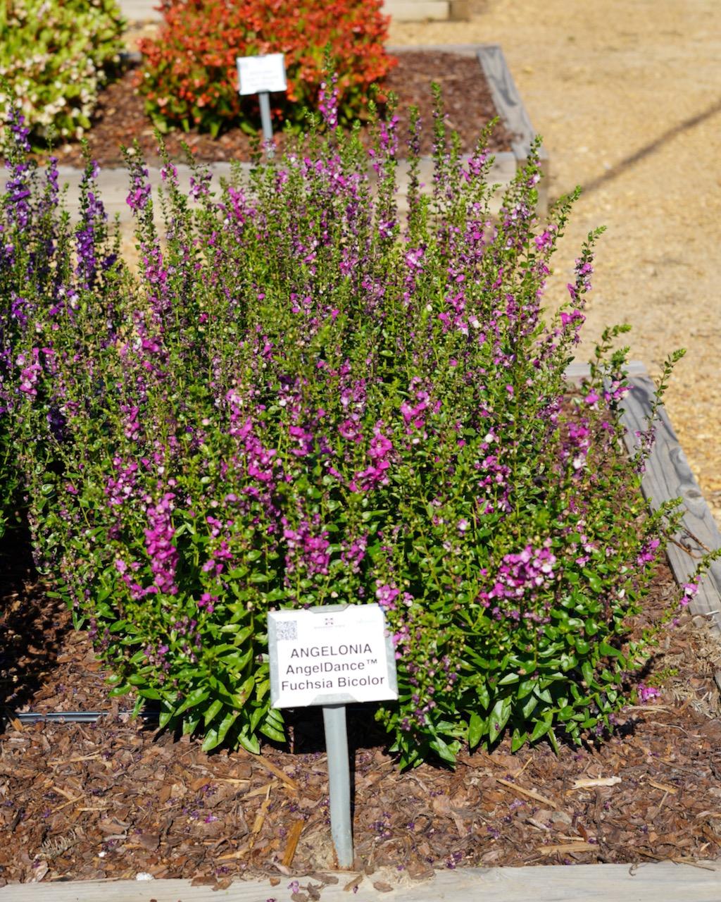 Angelonia Angeldance Fuchsia Bicolor - View 5 from www redcrocus com